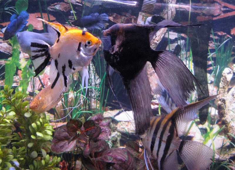 *Assorted Angelfish - Large - Quantity of 10